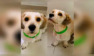Piden ayuda para encontrar a mascota perdida en San Juan de Lurigancho