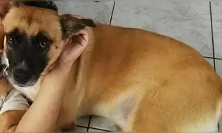 Familia busca a perrito que se perdió hace cuatro días en el Rímac