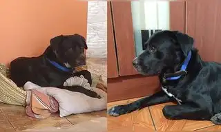 Piden ayuda para encontrar a mascota perdida en Surco