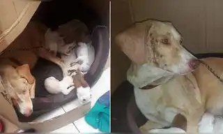 Lince: piden ayuda urgente para perrita enferma y sus cinco crías