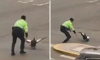 Policías detienen tránsito para rescatar un pato en San Miguel y usuarios en reaccionan: "Ni eso atrapan" Policías detienen tránsito para rescatar un pato en San Miguel y usuarios en reaccionan: "Ni eso atrapan"
