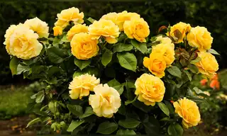 Más de 50 mensajes para regalar flores amarillas a tu novia, amiga o esposa este 21 de marzo