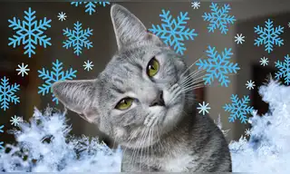 Cómo mantener a tu gato cálido y sano en invierno: claves de expertos contra el frío nocturno