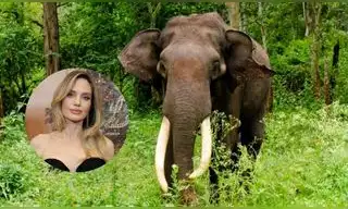 Angelina Jolie lleva 23 años protegiendo un bosque en Camboya: compró 39 hectáreas y ayudó a frenar la caza furtiva de 200 especies Angelina Jolie lleva 23 años protegiendo un bosque en Camboya: compró 39 hectáreas y ayudó a frenar la caza furtiva de 200 especies