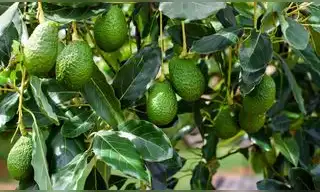 Este país de América Latina vence la guerra de la palta: ya domina en Europa y empieza a ganar terreno frente a México en EE. UU. Este país de América Latina vence la guerra de la palta: ya domina en Europa y empieza a ganar terreno frente a México en EE. UU.