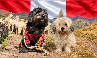 Tras 10 años recorriendo comunidades andinas: el perro peruano Chaku consigue histórico logro internacional y es reconocido como nueva raza oficial del país Tras 10 años recorriendo comunidades andinas: el perro peruano Chaku consigue histórico logro internacional y es reconocido como nueva raza oficial del país
