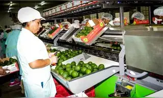 Agroexportaciones peruanas crecen solo 1,9% a agosto y se alejan de los avances de años anteriores Agroexportaciones peruanas crecen solo 1,9% a agosto y se alejan de los avances de años anteriores