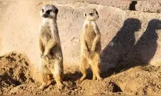 Buscan voluntarios para vivir en Sudáfrica y estudiar animales salvajes: ofrecen alojamiento, comida y formación científica