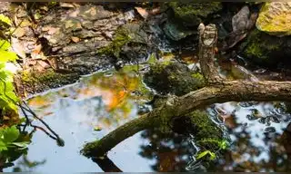 Estados Unidos arroja más de 6.000 troncos desde helicópteros a sus ríos para recuperar los hábitats naturales y proteger a los salmones Estados Unidos arroja más de 6.000 troncos desde helicópteros a sus ríos para recuperar los hábitats naturales y proteger a los salmones