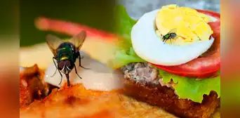 ¿Es verdad que cuando una mosca se posa sobre tu comida ya no puedes comértela? ¿Es verdad que cuando una mosca se posa sobre tu comida ya no puedes comértela?