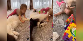 ¡Canino al rescate! Gatito empuja a un bebé y su perro mascota llega para consolarlo ¡Canino al rescate! Gatito empuja a un bebé y su perro mascota llega para consolarlo