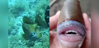 Buzo fue mordido por pez con dentadura similar a la humana: “Pensé que me rompería la piel” Buzo fue mordido por pez con dentadura similar a la humana: “Pensé que me rompería la piel”