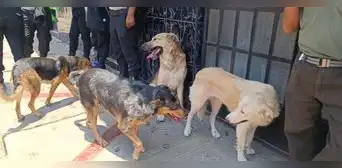 Rescataron a reciclador y sus 8 perritos de un incendio en Tacna Rescataron a reciclador y sus 8 perritos de un incendio en Tacna