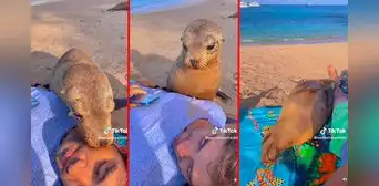 Lobo marino cariñoso sale a la orilla y se acurruca en un bañista: “Hoy conocí la envidia”
