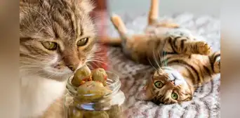 ¿Sabías que las aceitunas hacen feliz a los gatos y tiene un efecto similar al catnip?