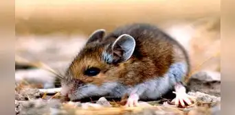 China reporta un muerto por hantavirus, transmitido por ratones de campo