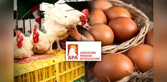 Asociación Peruana de Avicultura sobre gripe aviar: “No pone en riesgo el consumo de huevos y pollo” Asociación Peruana de Avicultura sobre gripe aviar: “No pone en riesgo el consumo de huevos y pollo”