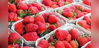 ¿Cómo desinfectar correctamente las fresas? Esto es lo que recomienda la ciencia ¿Cómo desinfectar correctamente las fresas? Esto es lo que recomienda la ciencia