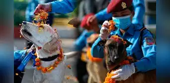 ¿Qué es el festival Kukur Tihar en Nepal y por qué celebra y honra a los perros? ¿Qué es el festival Kukur Tihar en Nepal y por qué celebra y honra a los perros?