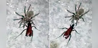 Avispa araña pelea contra tarántula, la derrota y arrastra su cadáver a su nido para devorarla [VIDEO]
