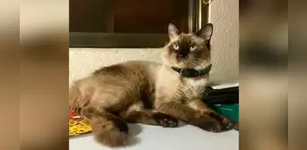Gato vuelve a casa con una nota y su dueño se entera que tiene una ‘doble vida’ [FOTOS]