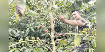 Café cusqueño es premiado por su calidad a nivel internacional Café cusqueño es premiado por su calidad a nivel internacional