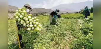 Sector agrario cerró un año catastrófico y espera mayor atención en 2023 Sector agrario cerró un año catastrófico y espera mayor atención en 2023