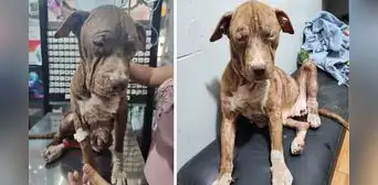 Carabayllo: rescatista pide ayuda para salvar a perrita que era usada para reproducción y maltratada Carabayllo: rescatista pide ayuda para salvar a perrita que era usada para reproducción y maltratada