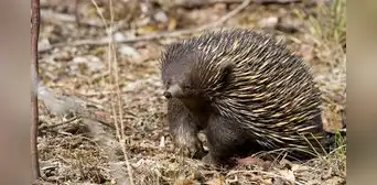 Equidna, el extraño mamífero cuyo pene tiene 4 glandes Equidna, el extraño mamífero cuyo pene tiene 4 glandes