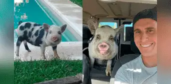 Fingió adoptar una mini pig para luego matarla y comerla con amigos: fue denunciado penalmente