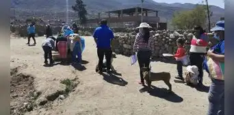 Arequipa: casos de rabia canina en Cerro Colorado se redujeron en un 80% Arequipa: casos de rabia canina en Cerro Colorado se redujeron en un 80%
