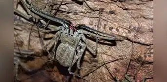 Científicos abrieron cueva sellada por 5 millones de años y encontraron especies extrañas Científicos abrieron cueva sellada por 5 millones de años y encontraron especies extrañas