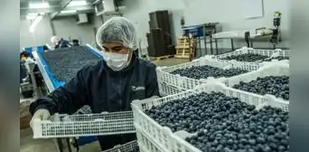 Agroexportaciones anotaron US$ 1.043 millones entre enero y noviembre: un progreso de 15,9% Agroexportaciones anotaron US$ 1.043 millones entre enero y noviembre: un progreso de 15,9%