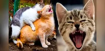¿Por qué los gatos hacen demasiado ruido cuando se aparean?