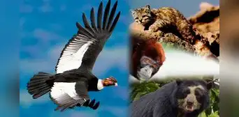 ¿Qué animales peruanos están extintos y en peligro de extinción en 2022? ¿Qué animales peruanos están extintos y en peligro de extinción en 2022?