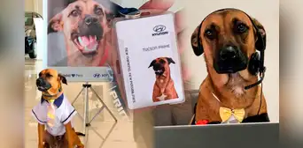 De perro callejero a consultor de ventas en Hyundai: ¿qué pasó con Tucson Prime? De perro callejero a consultor de ventas en Hyundai: ¿qué pasó con Tucson Prime?