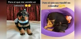 Creyó que había comprado un perro rottweiler, pero con los años descubre que era otra raza Creyó que había comprado un perro rottweiler, pero con los años descubre que era otra raza