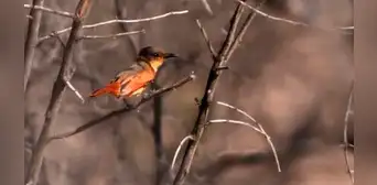 Eligen a Perú como el mejor destino del mundo para la observación de aves
