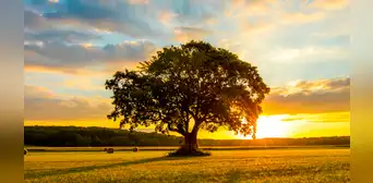 Frases para reflexionar por el Día Mundial del Medio Ambiente Frases para reflexionar por el Día Mundial del Medio Ambiente
