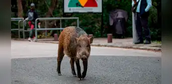 China: Hong Kong se enfrenta a una invasión de jabalíes [FOTOS]