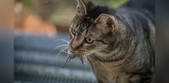 ¿Por qué los gatos traen animales muertos a casa? Científica explica este hábito