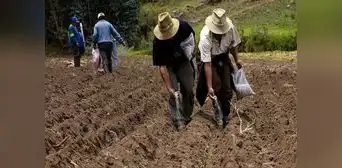 Fertiabono: Midagri inició pago de la segunda lista de beneficiarios Fertiabono: Midagri inició pago de la segunda lista de beneficiarios
