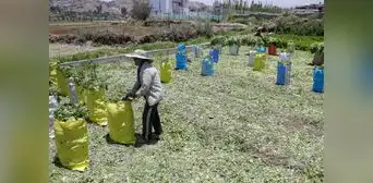 Bloqueos de vías impiden a agricultores sacar sus productos y venderlos Bloqueos de vías impiden a agricultores sacar sus productos y venderlos
