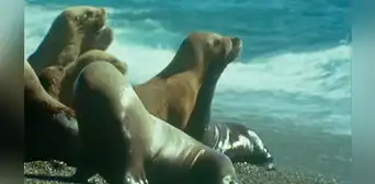 YouTube viral: Descomunal animal emerge del mar para tragar entero a un lobo marino [VIDEO]