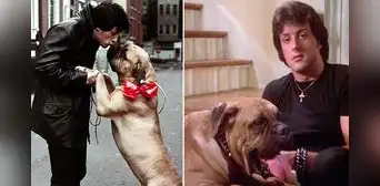 Stallone y su perro Butkus: de venderlo para sobrevivir a recuperarlo gracias a “Rocky”
