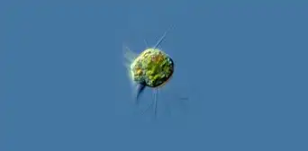 Científicos descubren un extraño organismo que se alimenta únicamente de virus Científicos descubren un extraño organismo que se alimenta únicamente de virus