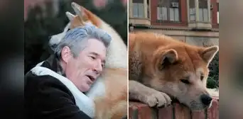 ‘Siempre a tu lado, Hachiko’: la película basada en el perro más fiel de la historia ‘Siempre a tu lado, Hachiko’: la película basada en el perro más fiel de la historia