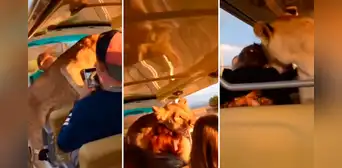 Leona sorprende a grupo de turistas al subir a vehículo de safari para recibir caricias Leona sorprende a grupo de turistas al subir a vehículo de safari para recibir caricias
