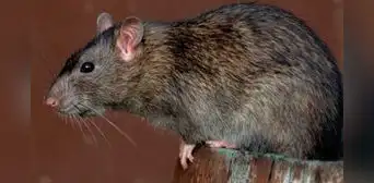 Mujer muere por hantavirus en Argentina e investigan si la cepa se contagia entre personas