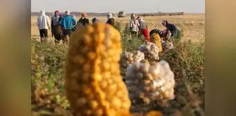 Precios de los alimentos alcanzaron niveles récord durante el 2022, según la FAO Precios de los alimentos alcanzaron niveles récord durante el 2022, según la FAO